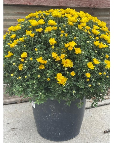Outdoor Mum Flower Arrangement