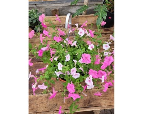 Outdoor Mixed Hanging Basket Flower Arrangement