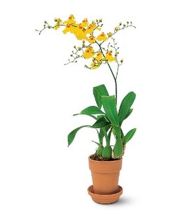 Yellow Oncidium Orchid Flower Arrangement