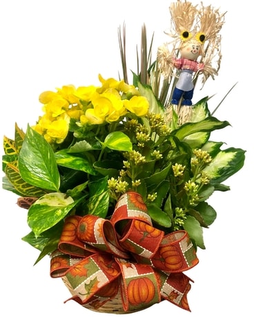 Medium Blooming Garden Plant