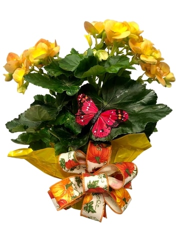 Seasonal 6 Inch Blooming Plant Plant