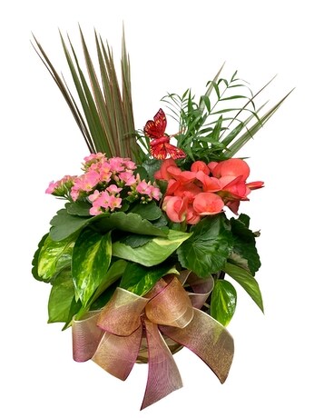 Mother's Day Booming Garden Plant