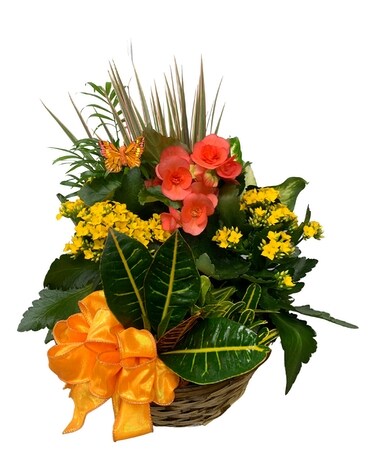 Mother's Day Wow Garden Plant