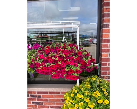Hanging Basket Custom product