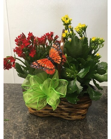 2 - 4 inch Blooming Plants In Basket Plant