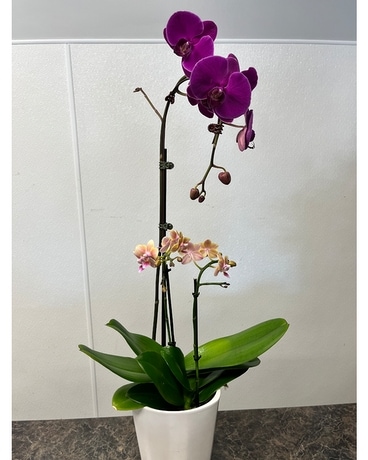 Double Orchid Plant Flower Arrangement