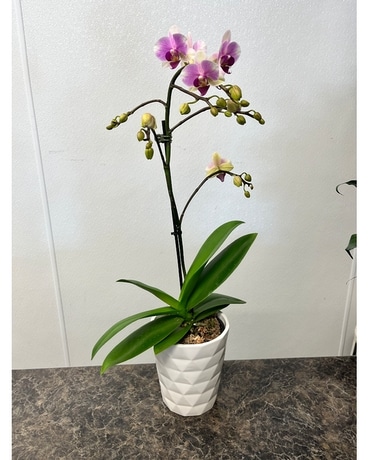 Single Orchid Plant Flower Arrangement