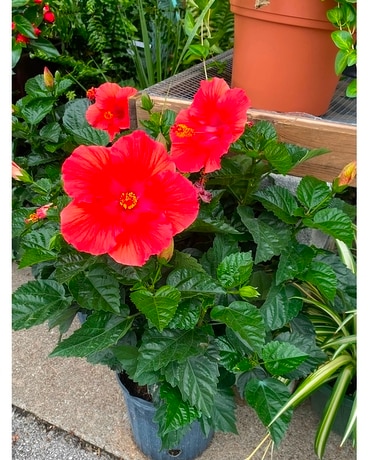 Blooming Plants Flower Arrangement