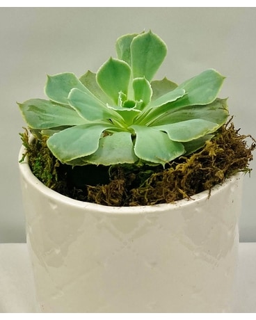 Desk Top Succulent Plant Plant