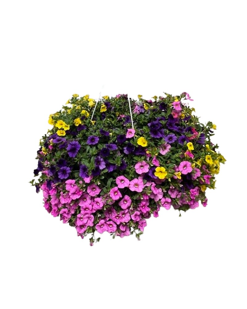 Mixed Hanging Basket in Brighton MI - Meier Flowerland & Greenhouse