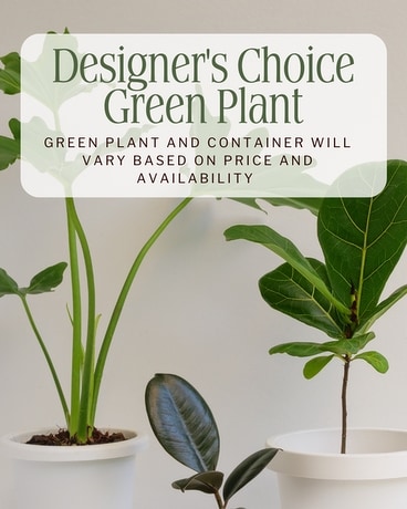 Designer's Choice Green Plant Plant