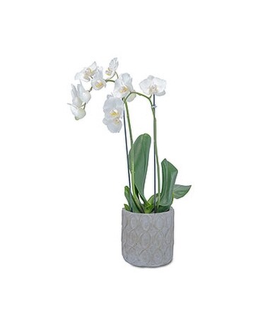 White Elegance Orchid Custom product