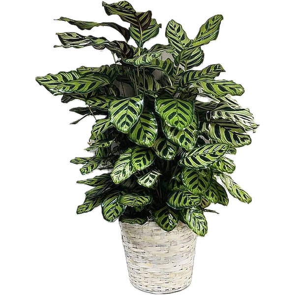 Calathea - Large in Pascagoula MS - Pugh's Floral Shop, Inc.