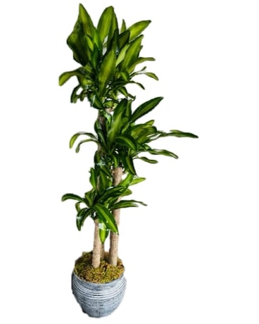Towering Dracaena Luxe Plant