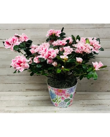 Pretty In Color Azalea Plant