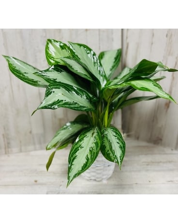 Elegant Aglaonema - Small Plant