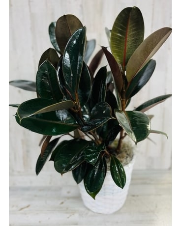 Rubber Tree - Small Plant