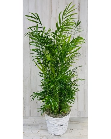 Pretty Parlor Palm - Small Plant