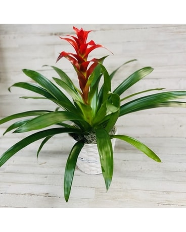 Bright Bromeliad Plant