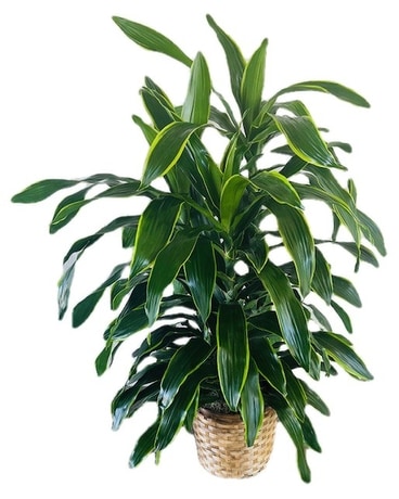 Carmen Art - Large Plant