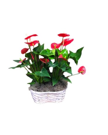 Vibrant Double Plant