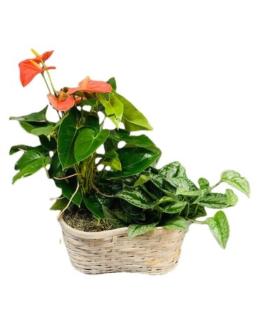 Royal Silver Satin Plant