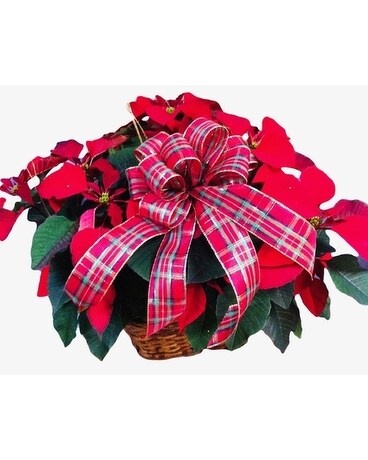 Poinsettia Triple Basket Plant