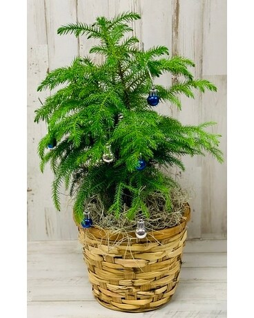 Norfolk Pine - Small Plant