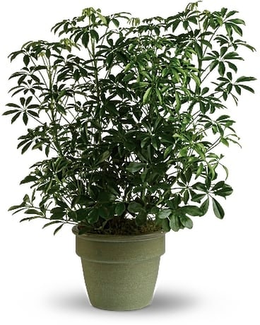 Amazing Arboricola - Large Plant