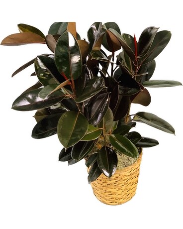 Rubber Tree Plant - Large Plant