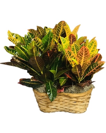 Sunny Croton Double Plant