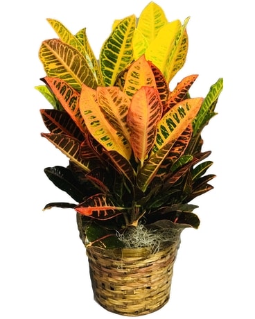 Sunny Croton - Small Plant