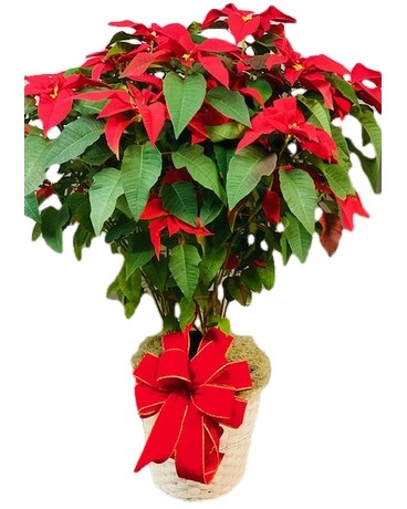 Magnificent Poinsettia Plant