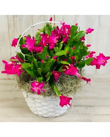 Christmas Cactus Plant