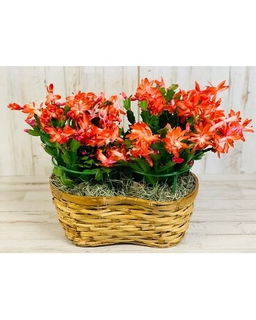 Christmas Cactus Double Plant
