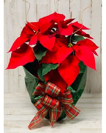 Small Single Stalk Poinsettia Plant