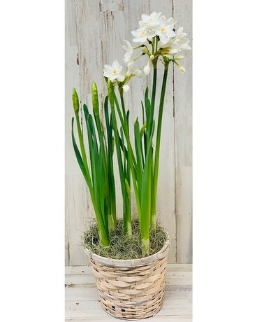 Pure White Narcissus Plant