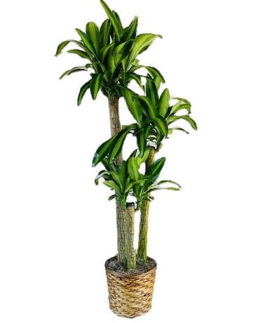 Towering Dracaena Plant