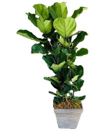 Fabulous Fiddle Leaf Fig Tree Plant