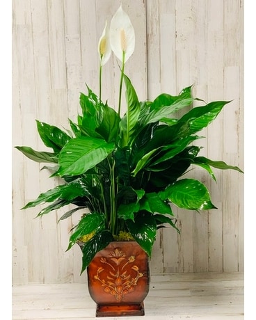 Rustic Spathiphyllum Plant