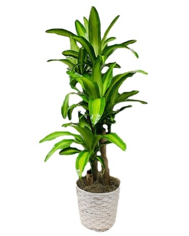 3-2-1  Corn Plant Plant