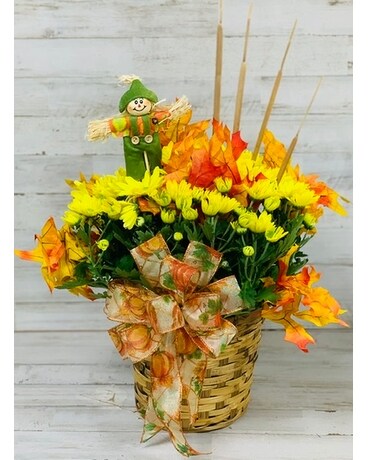 Pugh’s Fall Mum Plant