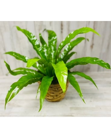 Breathtaking Bird's Nest Fern - Small Plant