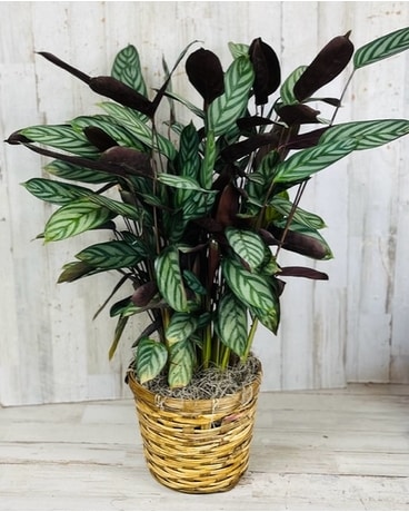 Calathea - Small Plant