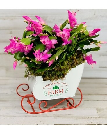 Merry Christmas Cactus Plant