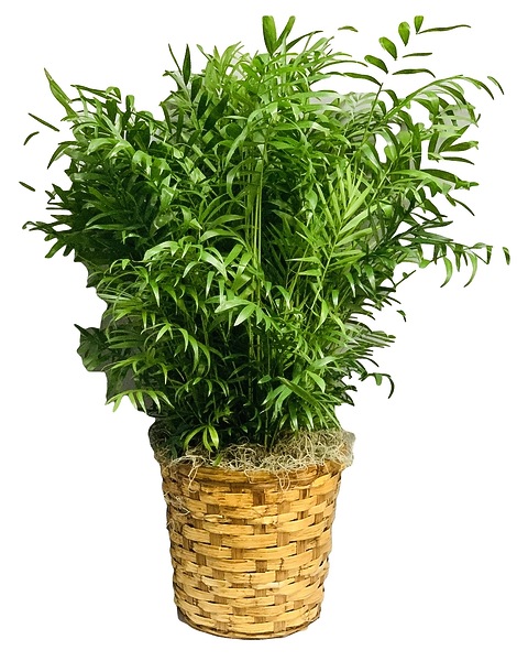 Palm Plant in Pascagoula MS - Pugh's Floral Shop, Inc.