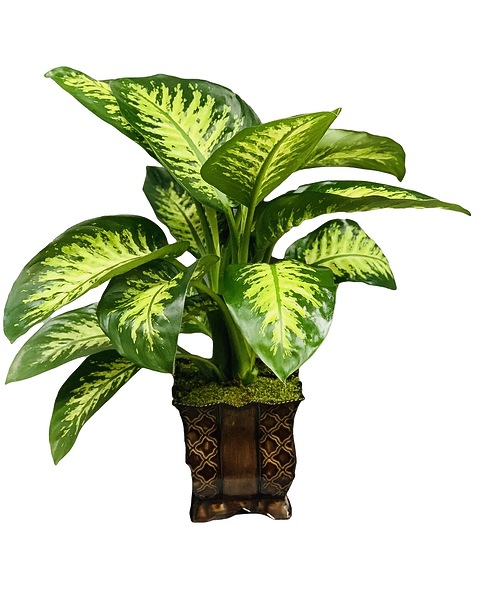 buy pineapple plant canada Pineapple Plant | Ananas Comosus | Care Guide and Pro Tips