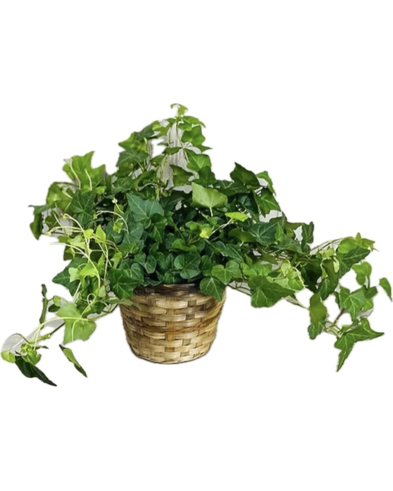 English Ivy - Small in Pascagoula MS - Pugh's Floral Shop, Inc.