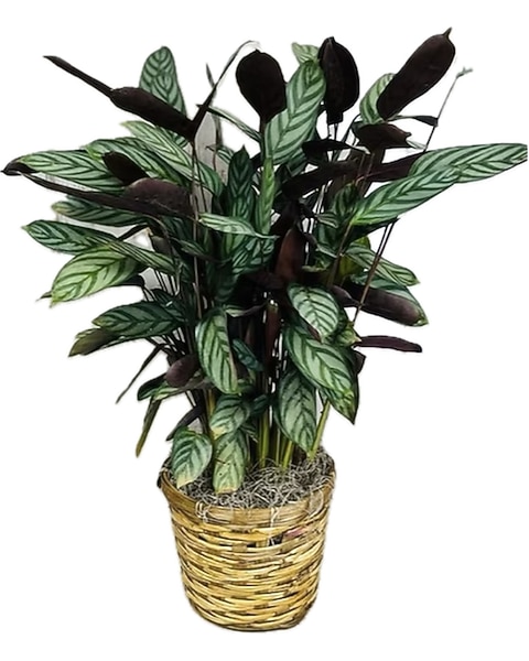 Calathea - Small in Pascagoula MS - Pugh's Floral Shop, Inc.