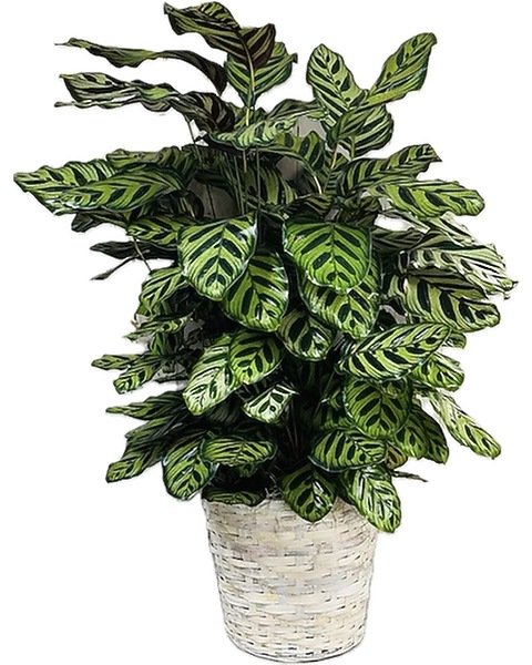 dracena reflexa song of jamaica Dracaena Song of Jamaica, Dracaena Reflexa main image 0